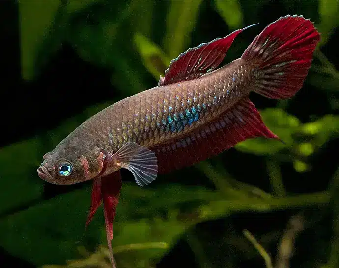 bojownik